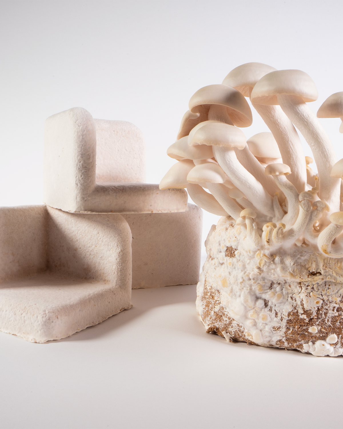 Mycelium foam furniture pieces beside a mushroom-covered growing block