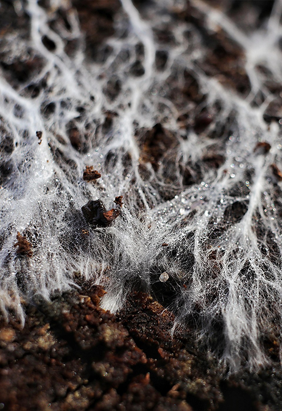 Mycelium threads growing through organic material